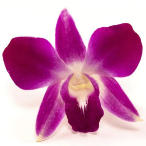 orchid-bloom_description